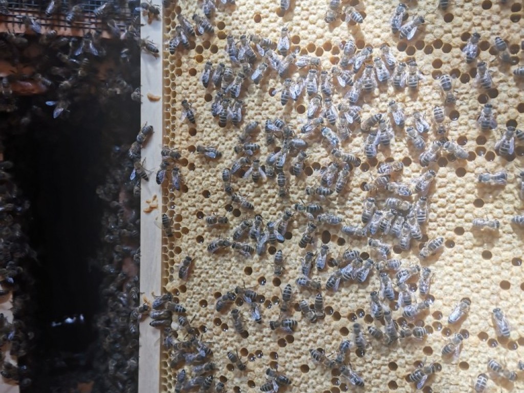 Čebelarstvo SLANC