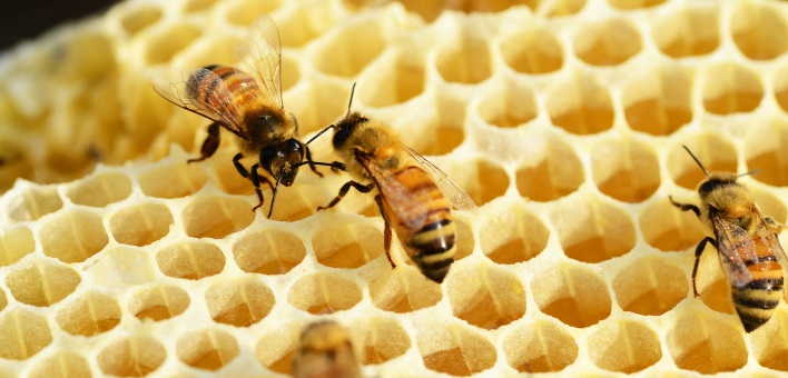 Med in čebelji pridelki