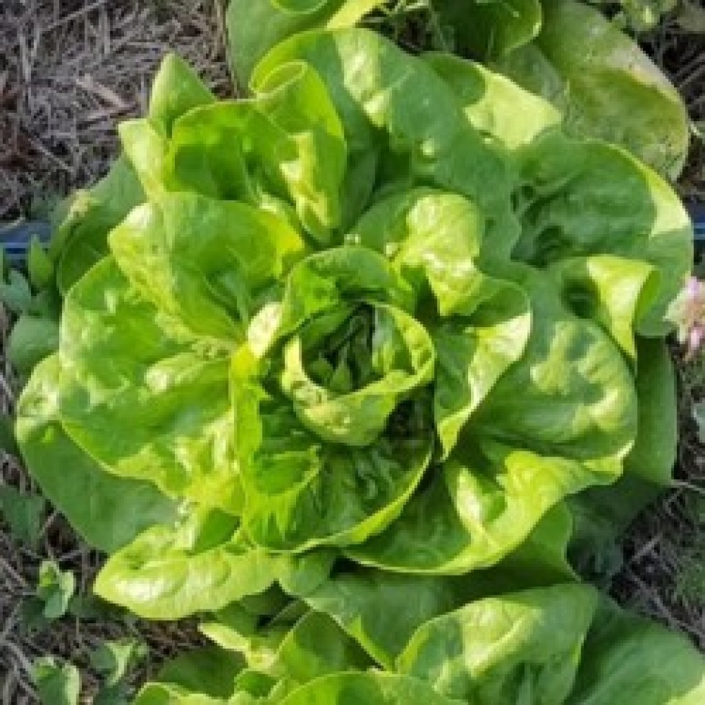 solata